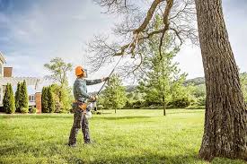 Best Palm Tree Trimming  in Great Neck Estates, NY