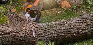 How Our Tree Care Process Works  in  Great Neck Estates, NY