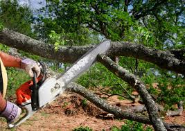 Best Commercial Tree Services  in Great Neck Estates, NY