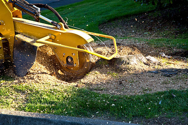 Best Hedge Trimming  in Great Neck Estates, NY