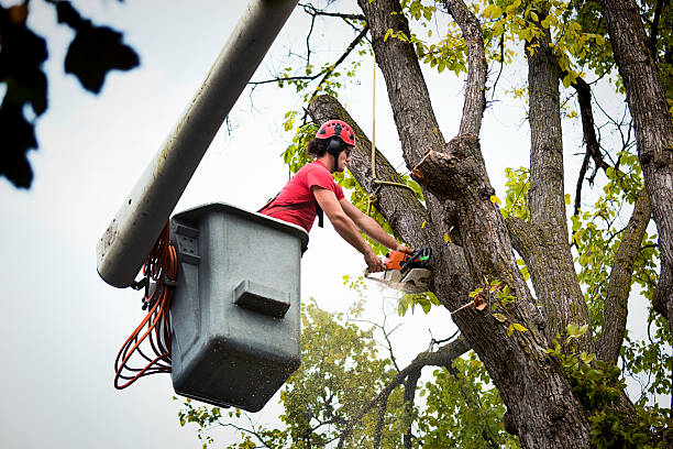 Great Neck Estates, NY Tree Services Company