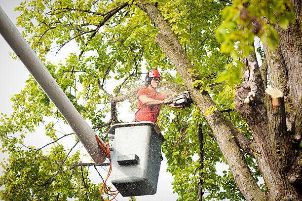 Best Tree Cabling and Bracing  in Great Neck Estates, NY